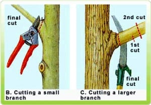 גיזום נכון של עצים