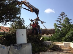 גיזום עצים תל אביב