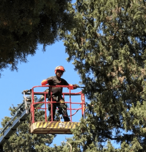 כריתת עצים בתל אביב