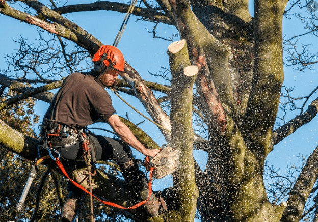 כריתת עצים ברמת גן