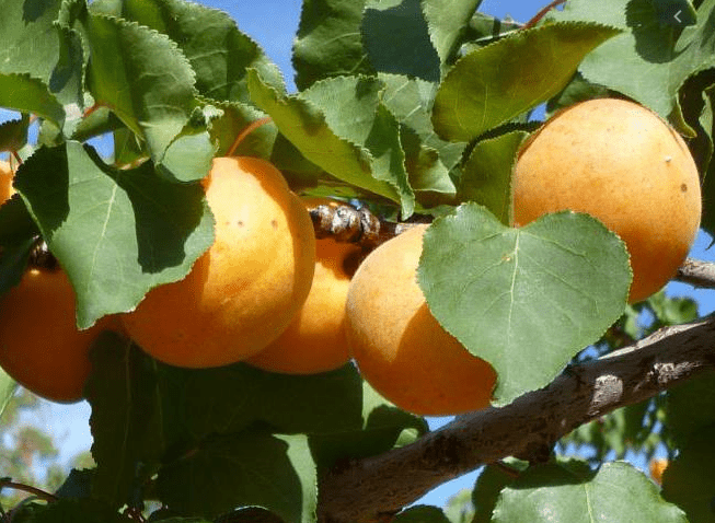 גיזום עץ משמש