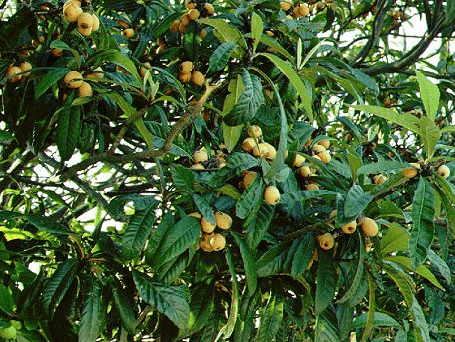 גיזום עץ שסק