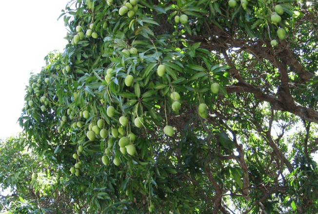 גיזום עץ מנגו